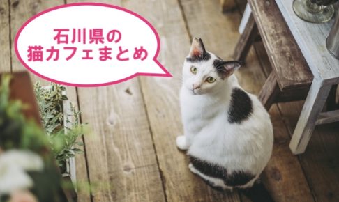 石川県の猫カフェ 5選 金沢座